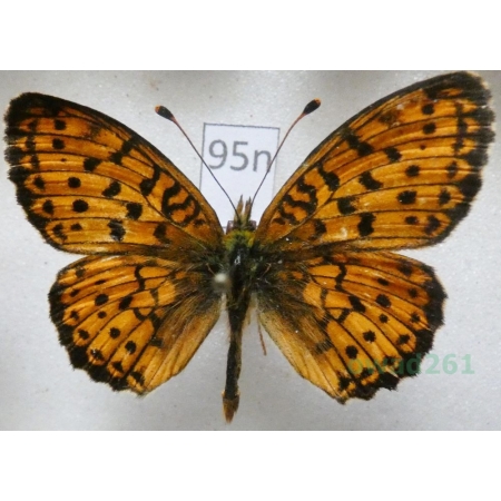 Brenthis ino Rottemburg, 1775 male Dostojka ino Poland95n